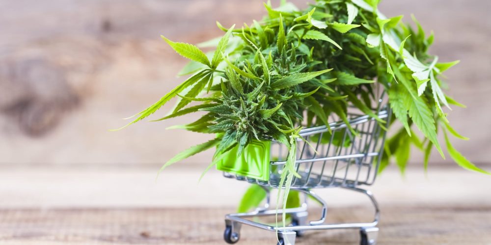Why is Cannabis SEO Important?