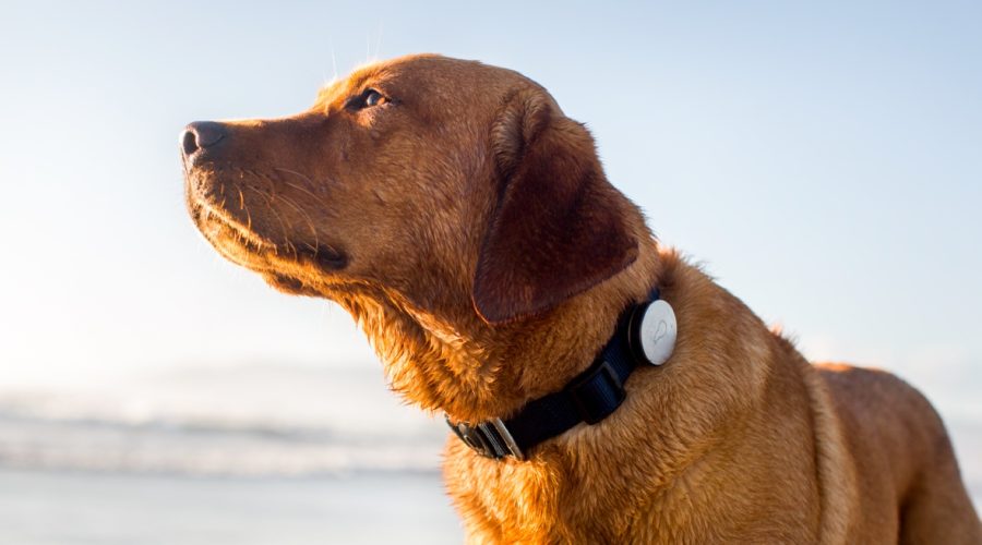 Why should one go for a dog collar with GPS tracking?