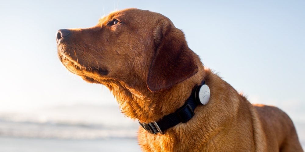 Why should one go for a dog collar with GPS tracking?