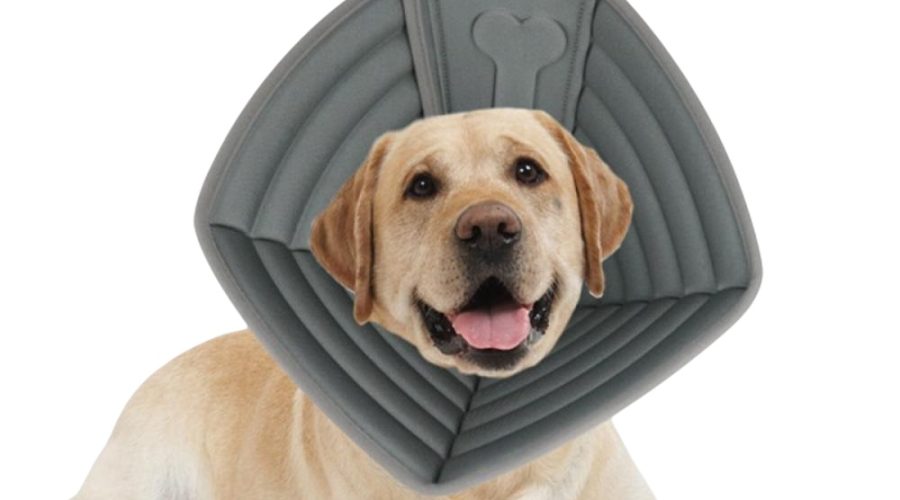 The utility of E-Collars for dogs