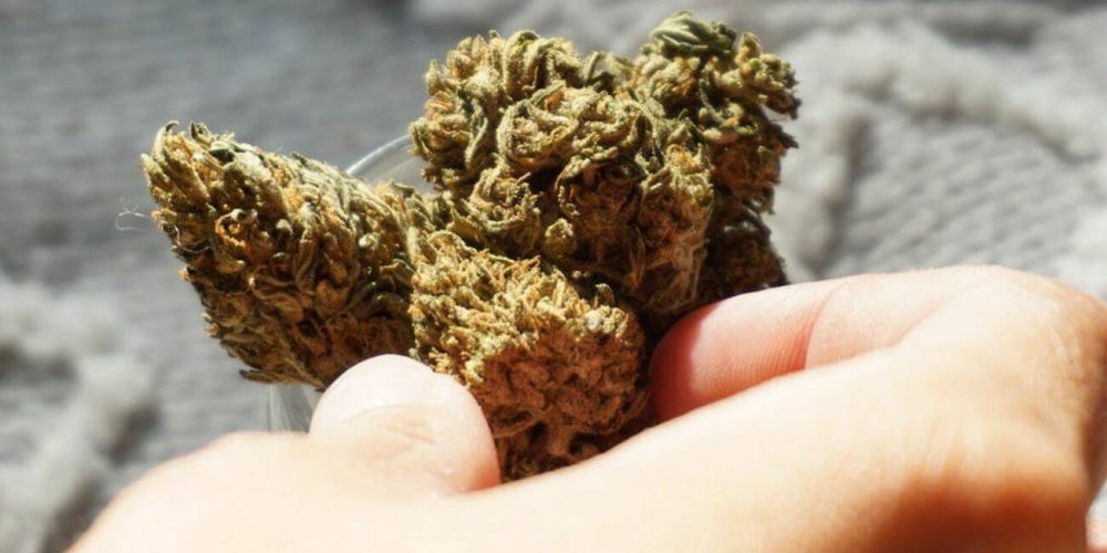 Top Reasons To Purchase From On the internet Dispensary Canada