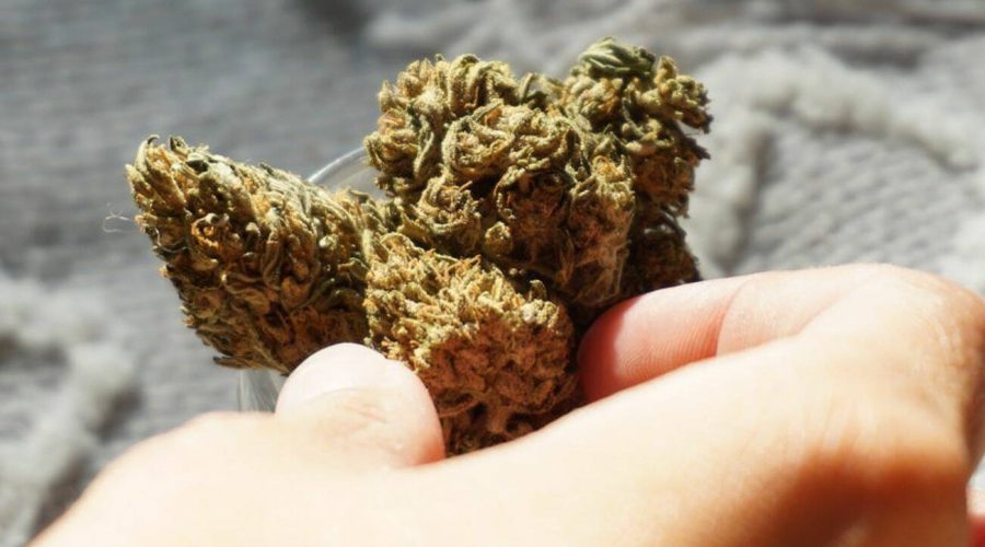 Top Reasons To Purchase From On the internet Dispensary Canada