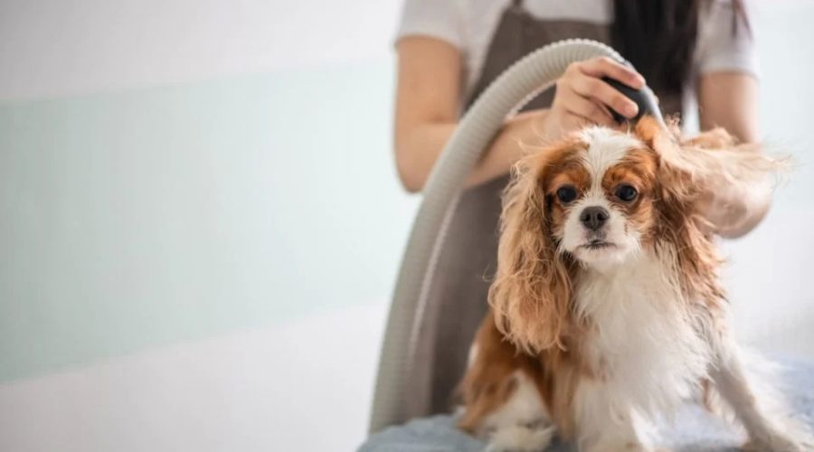 Here Are Some 2 Things You Should Know About Dog Blow Dryer!