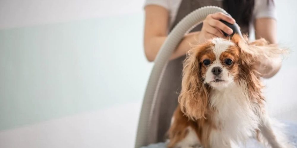 Here Are Some 2 Things You Should Know About Dog Blow Dryer!
