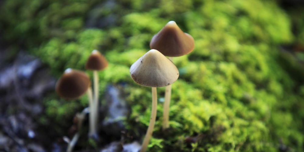 The microdoseshrooms is the dose required to give you back the joy