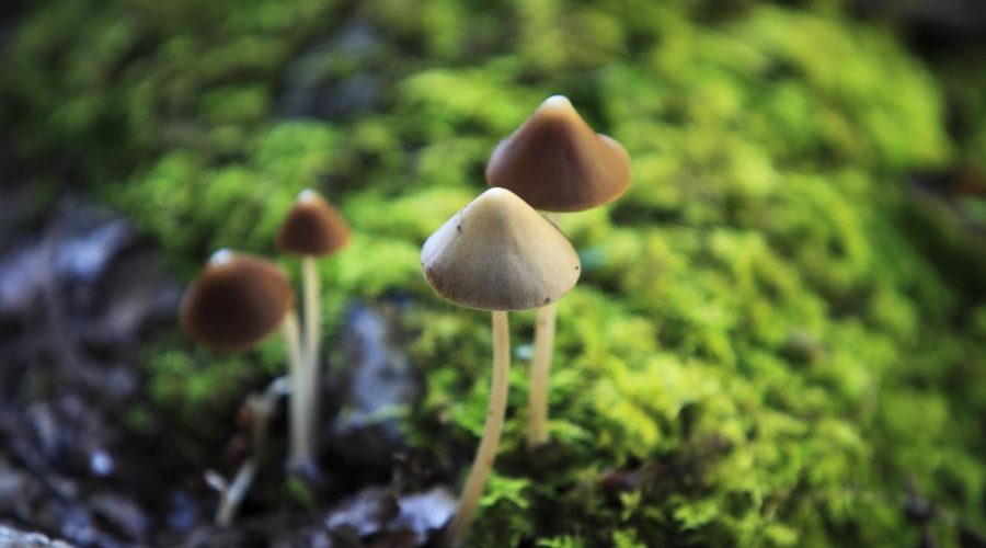 The microdoseshrooms is the dose required to give you back the joy