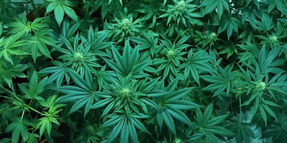 Know how to make a cannabis real estate loan