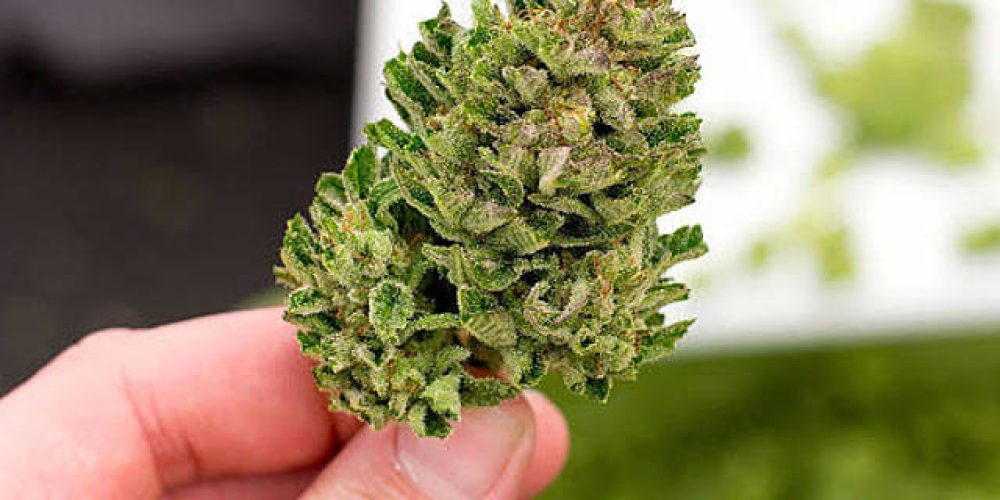 This is actually the authorized dispensary to buy weed Canada legitimately