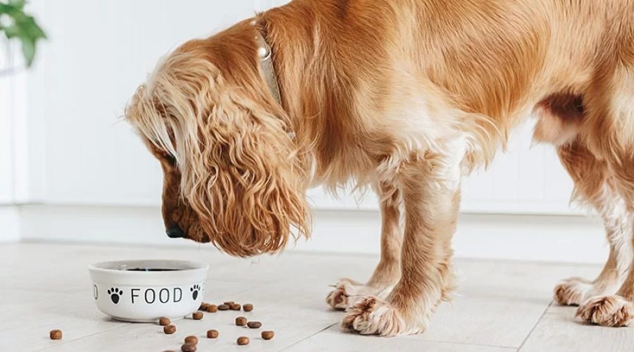 The Best Diet for Your Dog: What to Feed for a Healthy Pup