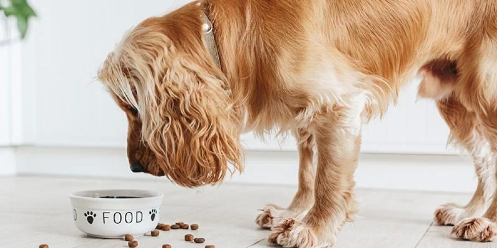The Best Diet for Your Dog: What to Feed for a Healthy Pup