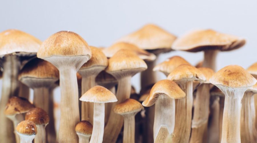 You can now buy shrooms detriot online through extensive and trusted shipping and delivery services