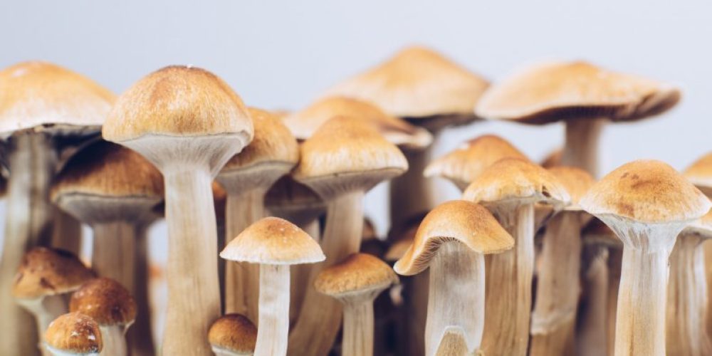 You can now buy shrooms detriot online through extensive and trusted shipping and delivery services
