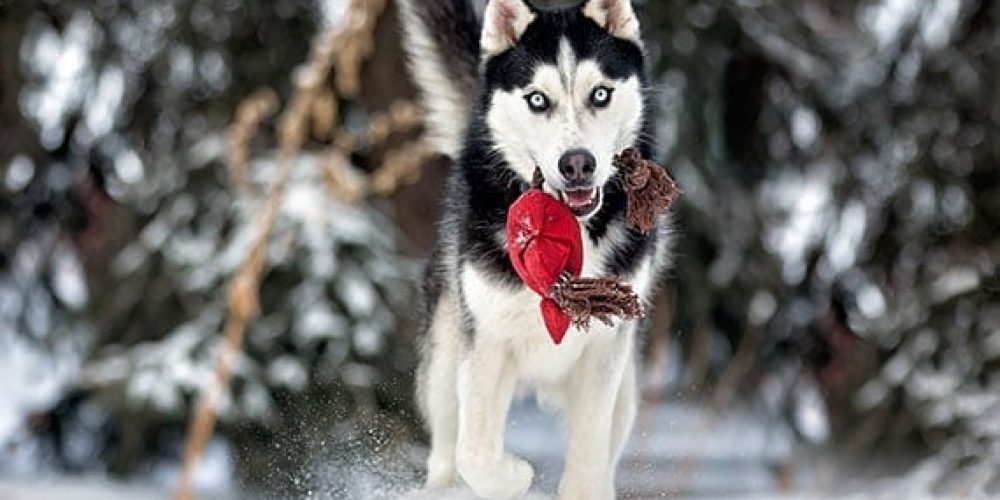 Siberian Husky Head of hair: How to decide on the very best quality