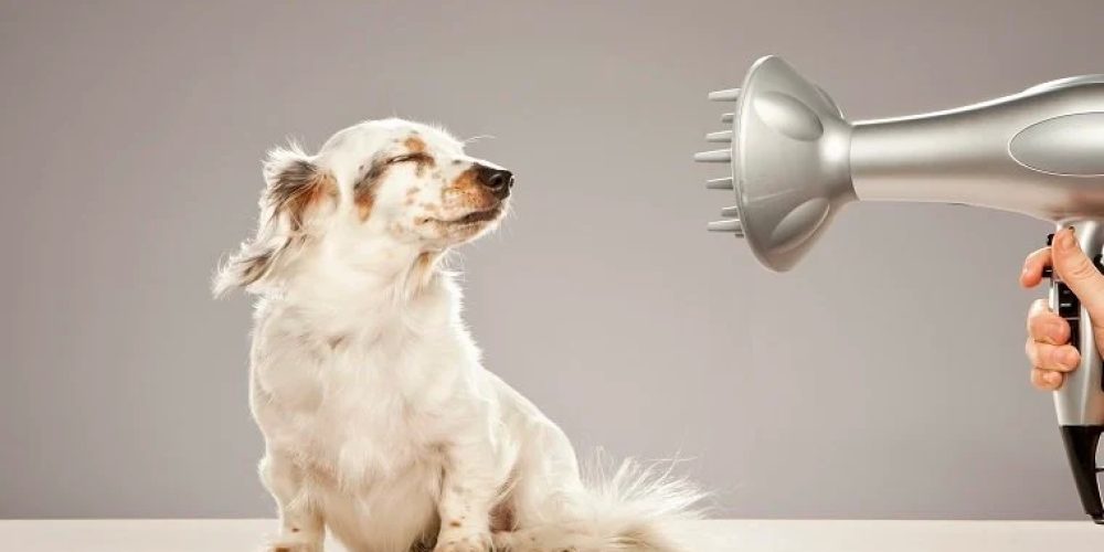 Here Are Several Motives Of Deciding On Canine Blow Dryers!