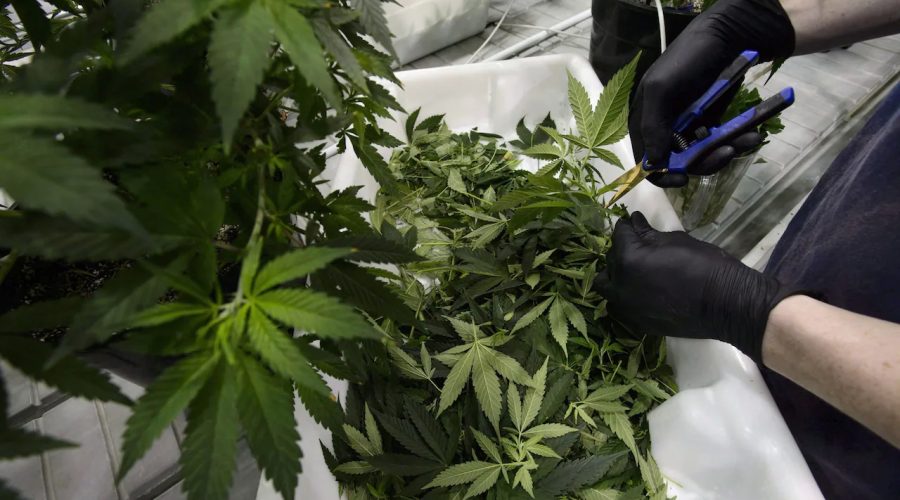 In 2022, you can purchase a postal mail purchase cannabis from on the web dispensaries