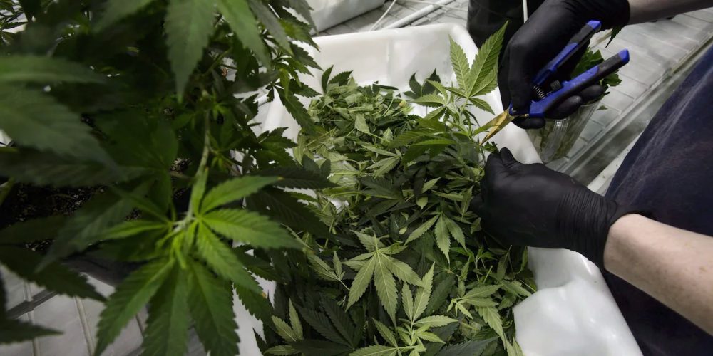 In 2022, you can purchase a postal mail purchase cannabis from on the web dispensaries
