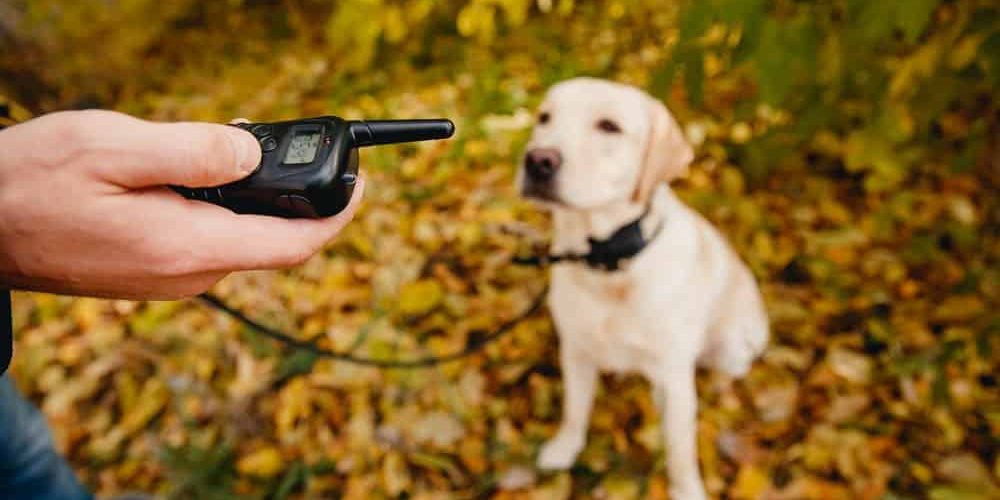 The 6 Best Portable Dog Fences for Camping