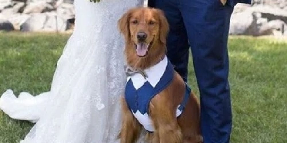 Dog Gowns and Suits Ideas for Dog weddings: Dog Attire For Unforgettable Dog weddings