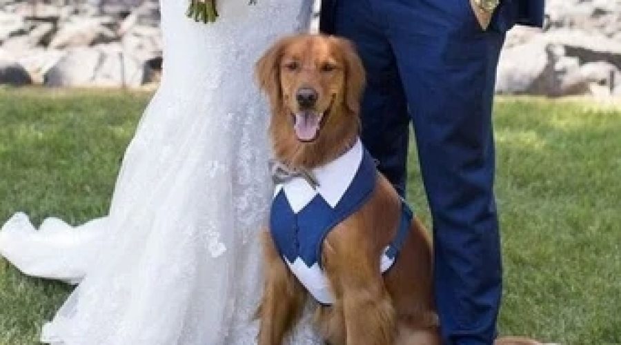Dog Gowns and Suits Ideas for Dog weddings: Dog Attire For Unforgettable Dog weddings