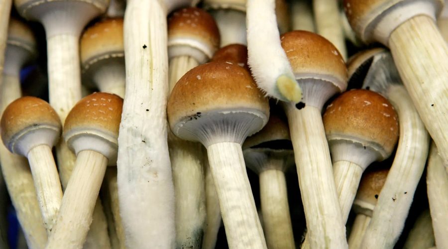 The brain and exactly exactly how the secret new mushrooms work inside it