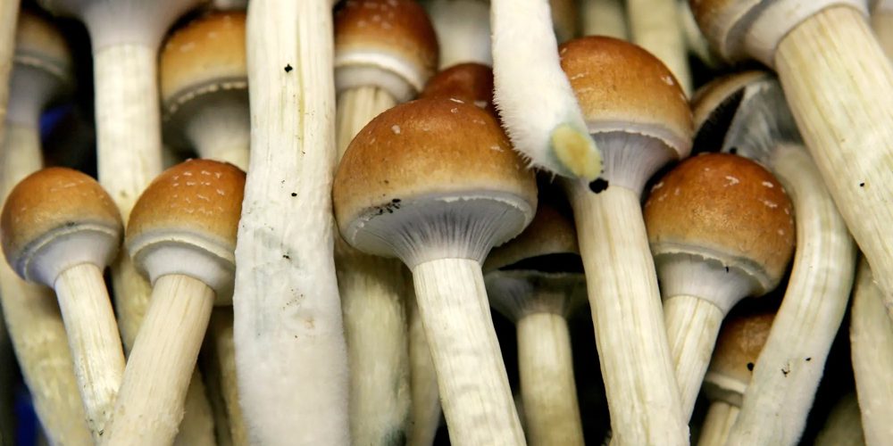 The brain and exactly exactly how the secret new mushrooms work inside it