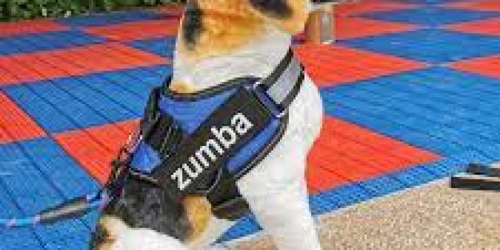 The benefits of Employing a No Pull Harness for Dogs