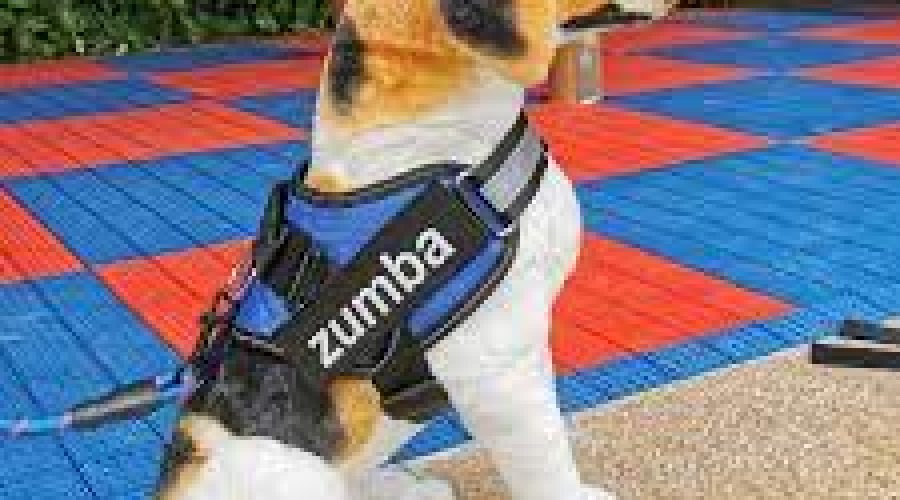 The benefits of Employing a No Pull Harness for Dogs