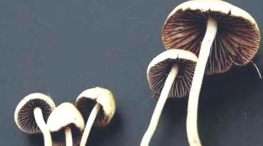 Tumble Mushroom Trying to find in DC: Ideas