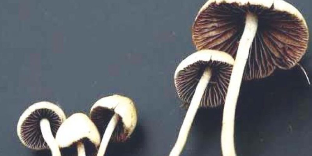 Tumble Mushroom Trying to find in DC: Ideas