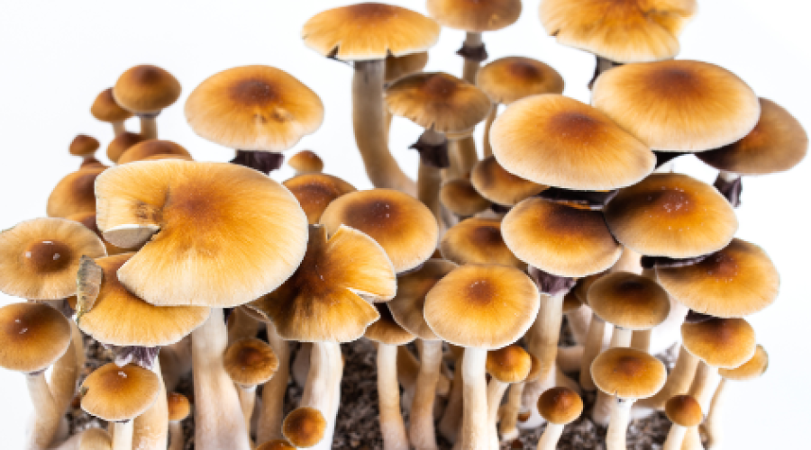 Buy Shrooms in DC: Navigating the Underground Market