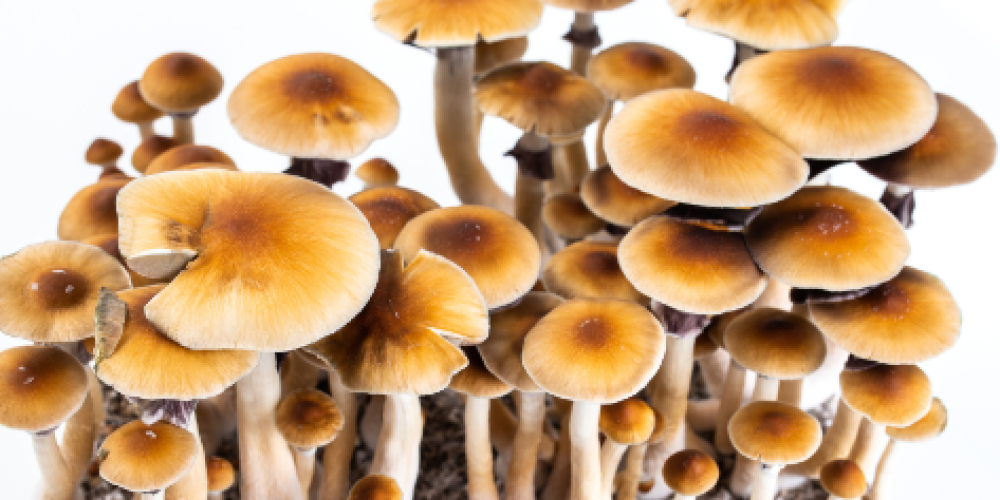 Buy Shrooms in DC: Navigating the Underground Market